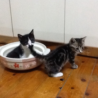 子猫の家族になりませんか？