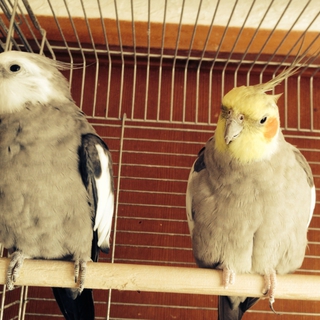 オカメインコ(4羽)
