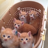 【大阪】仔猫里親募集中 サムネイル5