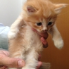【大阪】仔猫里親募集中 サムネイル6