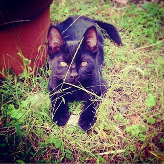 ☆人気の黒猫☆子供☆オス☆
