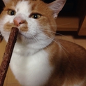 （＾ω＾）里親募集中（＾ω＾）