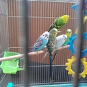 セキセイインコの募集です！