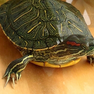 ミドリガメ♂、８歳、川崎市、20センチほど