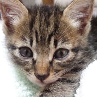 元気でお茶目な子猫ﾁｬﾝの里親募集しています★