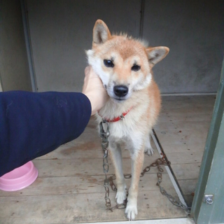 独り山の中をさまよった柴犬