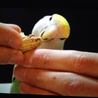 一時、募集停止させていただきます サムネイル2