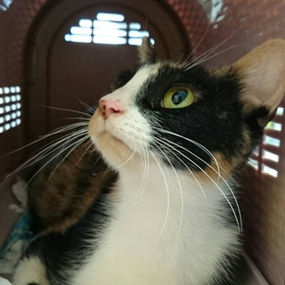 ★近畿★成猫推定5歳　三毛猫　夏子