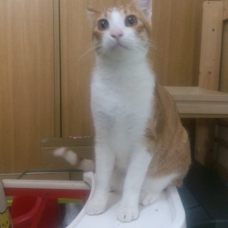 茶虎（五ヶ月）・銀虎（十ヶ月）　去勢済 　ほぼ成猫