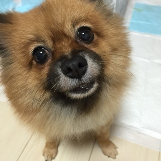 甘えっ子のポメラニアン♀ショコラちゃん