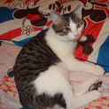 のんびり屋のおとなしい成猫　ケージ等も差し上げます