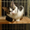 のんびり屋のおとなしい成猫　ケージ等も差し上げます サムネイル2