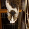 のんびり屋のおとなしい成猫　ケージ等も差し上げます サムネイル3