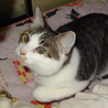 のんびり屋のおとなしい成猫　ケージ等も差し上げます サムネイル4