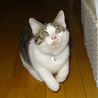 のんびり屋のおとなしい成猫　ケージ等も差し上げます サムネイル5