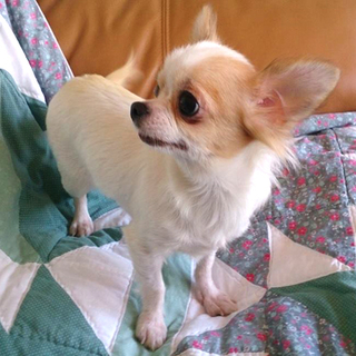 右目失明のチワワ　ベールちゃん　メス　推定２才