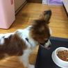 里親さん決まりました。 サムネイル2