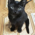 ひとりぼっちだった黒猫ちゃん　　　くろ君です！