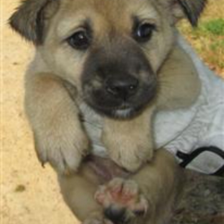 希望あり。少しヤンチャな茶黒子犬の女の子