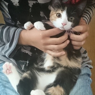 田んぼに捨てられてた子猫ラブリーちゃん