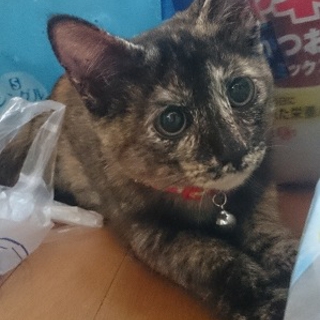 田んぼに捨てられてた子猫ハミーちゃん