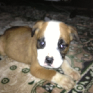 アメリカンブルドック　仔犬　メス