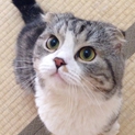 垂れ耳♪スコティッシュホールド《スノウ》君♪