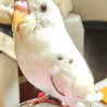 綺麗な４色セキセイちゃんと、空色のセキセイちゃん♪ サムネイル2