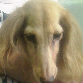 ダックスの成犬　女の子です
