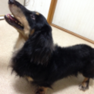 ※急募※Mダックス4歳　♂　ディーノ君