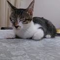 屋根上で育った僕　エルです！！