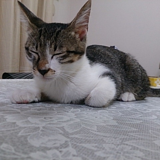 屋根上で育った僕　エルです！！
