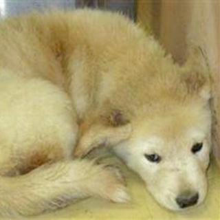 希望あり。臆病な薄茶mix子犬の男の子