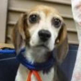 ビーグル　メス　成犬　No.55　ナガノ01