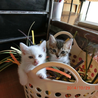仲良し子猫達