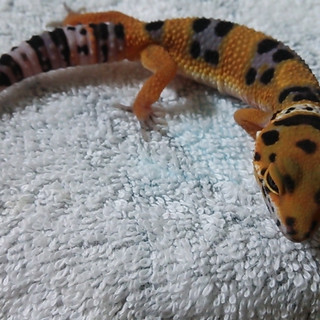 お譲り先が決まりました