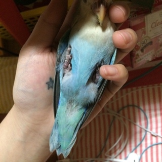 コザクラインコ1羽  愛媛県