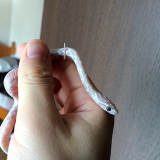 ご応募ありがとうございました！