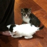 知恵モンと大門の里親募集 サムネイル2