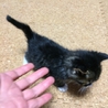 知恵モンと大門の里親募集 サムネイル5