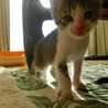 1ヶ月半「ハート」☆男の子（トライアル中） サムネイル2