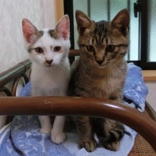 可愛さ全開！兄弟子猫