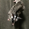 フクロモモンガの里親を探しております。 サムネイル1