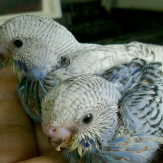 セキセイインコ雛の里親様募集