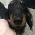 里親募集します
