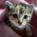 2ヶ月　べっぴんさんの猫ちゃん　正統派美猫♪