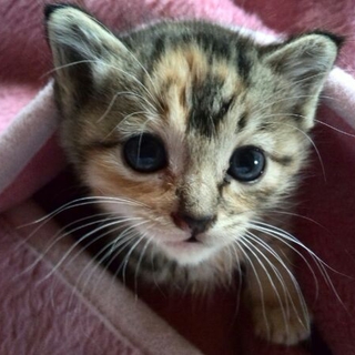 2ヶ月　べっぴんさんの猫ちゃん　正統派美猫♪