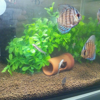 小型熱帯魚達の里親募集