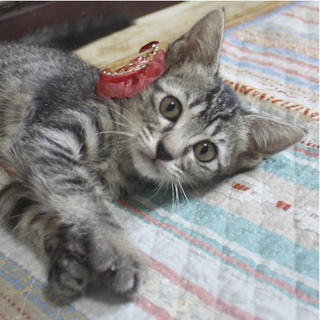 七夕生まれの甘えん坊トラねこ。