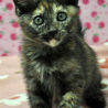 ザ・サビ猫　和柄の琴美ちゃん サムネイル5